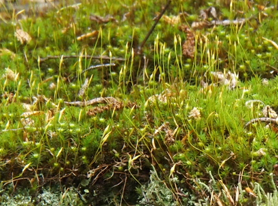 [These look more like little plants growing rather than moss because they have long thin stems rising to the sky from their green bases on the rock.]